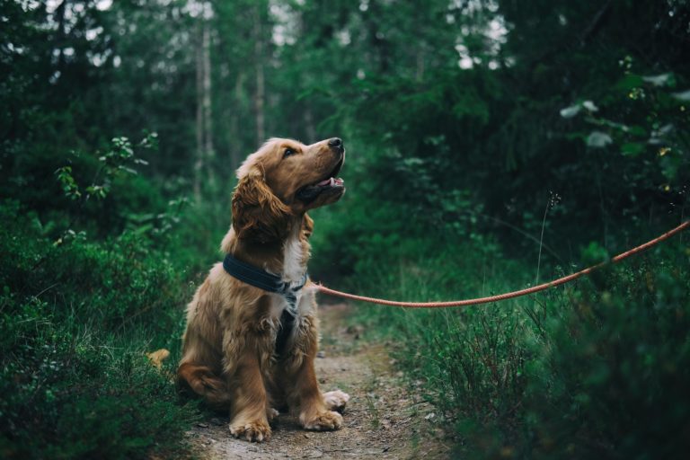 A Remedy to Unexpected Vet Visits