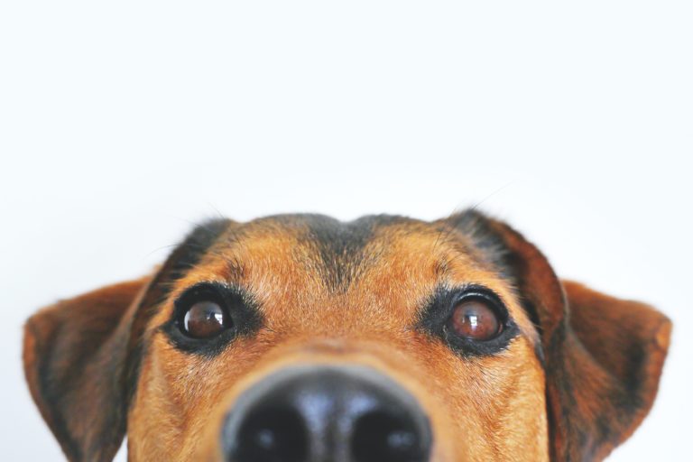 Metapets:  The Future of Pet Ownership