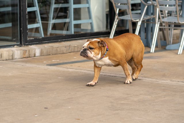 “America’s Dogs”: The Popularity of Bully Breeds Explained