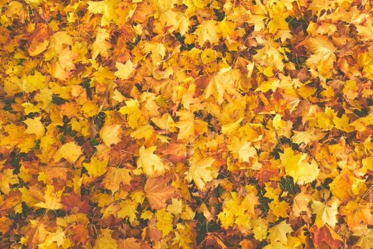 A Guide to Planning the Perfect Fall Foliage Trip